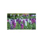 Nura Botanik Karışık Şebboy Çiçeği Fidanı Seti, 30 Adet, 5-15 cm, Tüplü, Erysimum