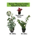 Nura Botanik Kartopu Viburnum, Katmerli Ful Yasemin, Yaprak Güzeli Hediye Bahçe Bitkisi Seti, Çok Renkli