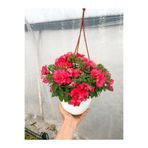 Nura Botanik Katlı Kırmızı Petunya Çiçeği, 1 Adet, Sarkaç Askılı, 30-45cm, Ters Balkon Bitkisi