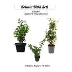Nura Botanik Katmerli Ful Yasemin+ Mor Leylak + Mis Kokulu Filbahri Ağaç Şakayığı Saksılı