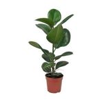 Nura Botanik Kauçuk Bitkisi, 50-60 cm, İç Mekan Bitki, Yeşil