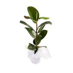 Nura Botanik Kauçuk Bitkisi 55-65 cm, Beyaz Hediye Paketi ile Beraber, Mini Çiçek Hediyeli