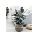 Nura Botanik Kauçuk Çiçeği, 2'li, 80 cm, Salon Ev Ofis Çiçeği, İki Gövdeli
