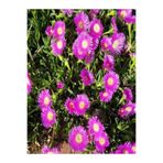 Nura Botanik Kaz Ayağı Çiçeği, 5-15 cm, 90 Adet Saksılı Yer Örtücü Hemerocallis