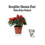 Nura Botanik Kırmızı Açelya Çiçeği, Helen Saksı Hediyeli