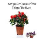 Nura Botanik Kırmızı Açelya Çiçeği, Telgraf Hediyeli, Bodur Bitkisi