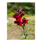 Nura Botanik Kırmızı Aslan Ağzı Çiçeği Fidesi, 5-15cm, Tüplü, Snapdragon