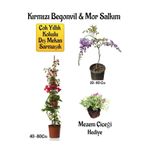 Nura Botanik Kırmızı Begonvil Çiçeği, Mor Salkım Ağacı Fidanı, Mezem Çiçeği Hediyeli Bahçe Peyzaj Seti