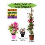 Nura Botanik Kırmızı Begonvil, Pembe Begonvil, Telgraf Çiçeği Hediyeli 3'lü Peyzaj Seti