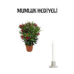 Nura Botanik Kırmızı Bodur Zakkum Fidanı, Mumluk Hediyeli