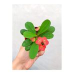 Nura Botanik Kırmızı Çiçekli Milli Dikenler Tacı, 1 Adet Saksılı, 5-10cm, Euphorbia