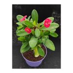 Nura Botanik Kırmızı Dikenler Tacı, 25-55 cm, Saksılı Euphorbia