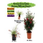 Nura Botanik Kırmızı Fırça Çalısı, Kırmızı Mercan Çiçeği, Kurdele Çiçeği Peyzaj Seti, 3'lü Set
