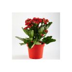 Nura Botanik Kırmızı Kalonchoe Çiçeği, 10.5 cm Saksı Çapı