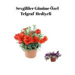 Nura Botanik Kırmızı Kokulu Karanfil Çiçeği, Telgraf Hediyeli, Bodur Bitkiler