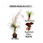 Nura Botanik Kırmızı Mercan Çiçeği, Yaprak Güzeli, Kurdele Çiçeği, 40-60 cm, Sakılı, Hediye Teras Bitkisi