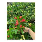 Nura Botanik Kırmızı Milli Dikenler Tacı Çiçeği, 1 Adet, 20-30 cm, Saksılı, Euphorbia milii