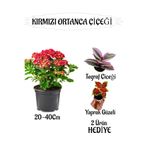 Nura Botanik Kırmızı Ortanca Çiçeği Saksılı, 20-40 cm, Çok Renkli, Telgraf ve Yaprak Güzeli Çiçeği Hediyeli