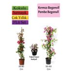 Nura Botanik Kırmızı Pembe Begonvil Telgraf Çiçeği Hediyeli, 50-80 cm