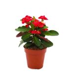 Nura Botanik Kırmızı Renk Milli Dikenler Tacı Çiçeği, 10-15 cm Tüplü, Euphorbia Milli