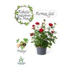 Nura Botanik Kırmızı Yediveren Gül Fidanı 30-50 cm, Itır Çiçeği Hediyeli