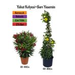 Nura Botanik Kırmızı Zakkum Fidanı + Sarı Yasemin Çiçeği Fidanı 2'li Bahçe Peyzaj Seti