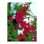 Nura Botanik Kırmızı Zakkum (Nerium Oleander), 50-60 cm, Saksılı Çiçekli Dış Mekan Bitkisi