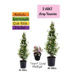 Nura Botanik Kokulu 2 Adet Arap Yasemini Fidanı Saksılı, Telgraf Çiçeği Hediye, 3'lü Peyzaj Seti, 40-80 cm