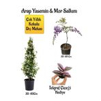 Nura Botanik Kokulu Arap Yasemin Çiçeği, Mor Salkım Ağacı Fidanı, Telgraf Çiçeği Hediyeli Peyzaj Seti, 30-60 cm