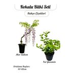 Nura Botanik Kokulu Bitki İkilisi, Saksılı Katmerli Ful Yasemin ve Mor Salkım Sarmaşığı, 40-60 cm