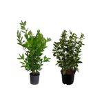 Nura Botanik Kokulu Defne Çalısı Fidanı + Viburnum Kartopu Çiçeği 2'li Set Saksılı Bahçe Bitkisi