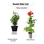 Nura Botanik Kokulu Filbahri Çiçeği + Acem Borusu Borazan Çiçeği Sarmaşık Bitkiler Seti, 40-60 cm