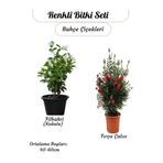 Nura Botanik Kokulu Filbahri Sarmaşığı+ Fıça Çalısı Bahçe Bitkisi Saksılı