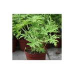 Nura Botanik Kokulu İtır Bitkisi, Pelargonium Odoratissimum, 15-25cm, Saksılı, İç Mekan Bitkisi