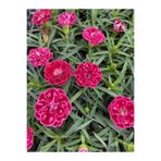 Nura Botanik Kokulu Kırmızı Bodur Karanfil Bitkisi, 1 Adet Saksılı, 15-30 cm, Dianthus Caryophyllus Red