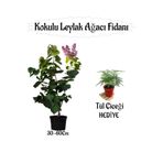 Nura Botanik Kokulu Leylak Ağacı Fidanı Saksılı, 30-60 cm, Çok Renkli + Tül Çiçeği Hediye
