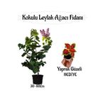 Nura Botanik Kokulu Leylak Ağacı Fidanı Saksılı 30-60cm, Yaprak Güzeli Çiçeği Hediyeli