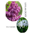 Nura Botanik Kokulu Leylak Çiçeği Saksılı 30-60cm + Ful Yasemin Çiçeği 30-60cm Combo Set