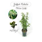 Nura Botanik Kokulu Melisa Çiçeği Saksılı 30-50 cm, Para Sukulent Hediye