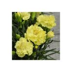 Nura Botanik Kokulu Sarı Karanfil Çiçeği Fidanı, 15-30 cm, Saksılı