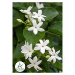 Nura Botanik Kokulu Sarmaşık Ful Yasemin Çiçeği, Saksılı, 30-60 cm, Jasminum