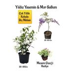 Nura Botanik Kokulu Yıldız Yasemin Çiçeği, Mor Salkım Ağacı Fidanı, Mezem Çiçeği Hediyeli Peyzaj Seti, 30-60 cm
