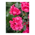 Nura Botanik Koyu Pembe Açelya Çiçeği, 1 Adet Saksılı, 20-40cm, Çiçekli Bitki (Rhododendron)