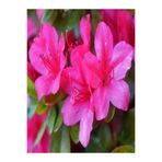 Nura Botanik Koyu Pembe Açelya Çiçeği, 20-40cm Saksılı Çiçekli Bodur Bitkiler (Azalea)