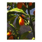 Nura Botanik Kumquat Fidanı, 60-120 cm, Saksılı, Meyveli Balkon Bitkisi, Çok Renkli