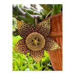 Nura Botanik Leş Kaktüs Çiçeği Fidanı, Stapelia Variegata, 10-20 cm, Saksılı