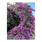 Nura Botanik Leylak Fidanı, 50-70 cm, 1 Adet Saksılı Çiçekli Dış Mekan Bitkisi, Mor