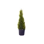 Nura Botanik Limon Çamı Servi, 1 Adet Saksılı, 30-60 cm, Dış Mekan Bitkisi, Cupressus Macrocarpa