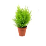 Nura Botanik Limon Kokulu Limoni Servi, 30-40 cm, Saksılı, Cupressus