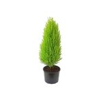 Nura Botanik Limon Kokulu Limoni Servi 30-60 cm Tüplü Dış Mekan Bitkileri, Çok Renkli